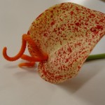 DSC06007