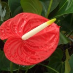 DSCF1317