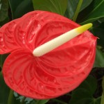 DSCF1318