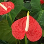 DSCF1319
