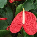 DSCF1324