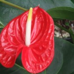 DSCF1331