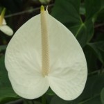 DSCF1333