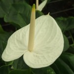 DSCF1336