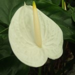 DSCF1342