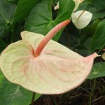 DSCF1344