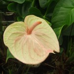DSCF1345
