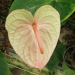 DSCF1347