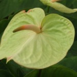 DSCF1348