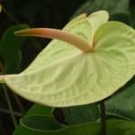 DSCF1351
