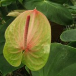 DSCF1354