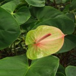 DSCF1356