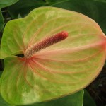 DSCF1357