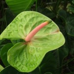 DSCF1359