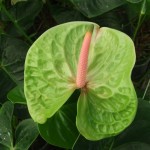 DSCF1361