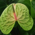 DSCF1364