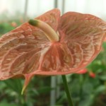 DSCF1370