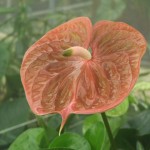 DSCF1373
