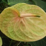 DSCF1374