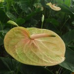 DSCF1377