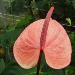DSCF1378