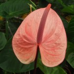 DSCF1379