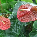 DSCF1383