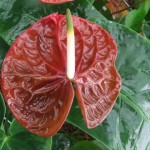 DSCF1384