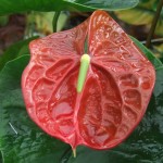 DSCF1387