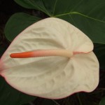 DSCF1394