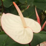 DSCF1398