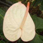 DSCF1399