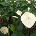 DSCF1400