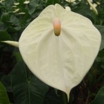 DSCF1401
