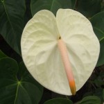 DSCF1402