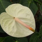 DSCF1404