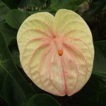 DSCF1407