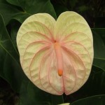 DSCF1408