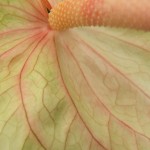 DSCF1411