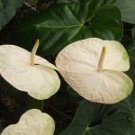 DSCF1414
