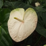 DSCF1415