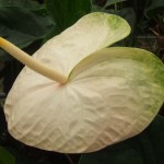 DSCF1417