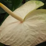 DSCF1418