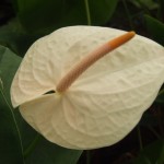 DSCF1422