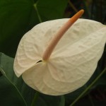 DSCF1423