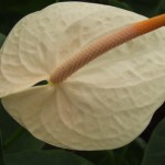 DSCF1425