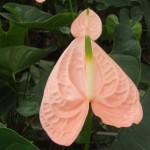 DSCF1426