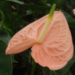 DSCF1427