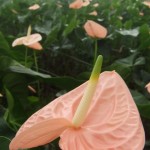 DSCF1429