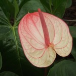 DSCF1431